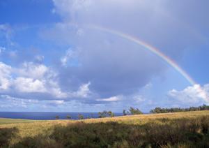 安全と信頼の食品販売店 – 店舗名の紹介