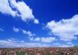 川越での葬儀を考えるあなたへ。費用やスタイルを徹底解説した完全ガイド